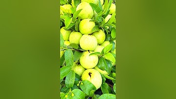 Great Idea To Propagate Guava Tree By Air Layering Using A Potatoes 🥔🥔 |#guava #propagate_guava_tree