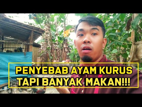 Cara Ayam Rakus Makan
