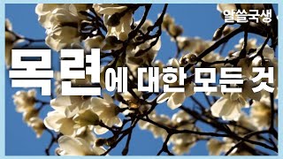 [알쓸국생] 목련에 대한 모든 것!