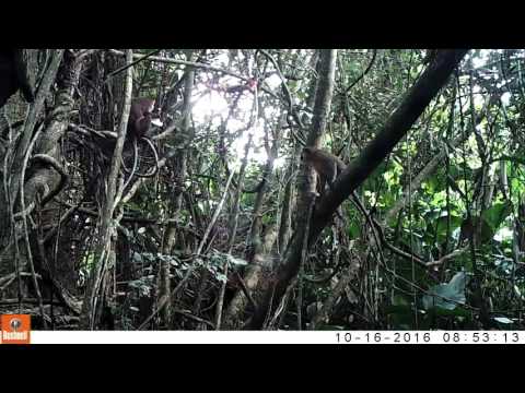 Dryas Monkeys Videotaped for the First Time in the Congo Basin