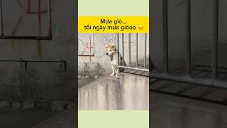 Trời mưa bà dzà hông cho đi chơi ? #pets #animals #funnyvideo #memes #fyp #dog #pet #puppy #dogs