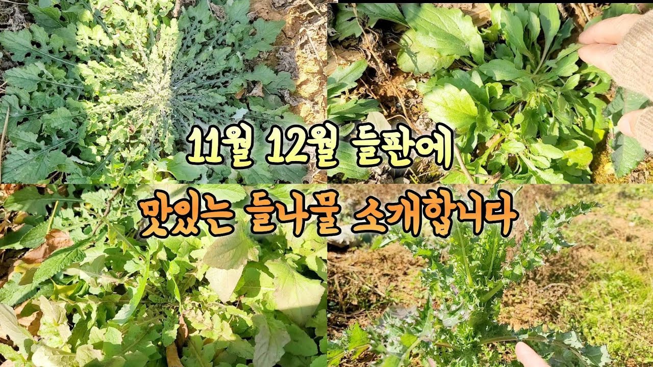 11월 12월 들판에 들나물 보여드릴게요 꼭 활용해보세요 도시락 싸들고 들판나갑니다