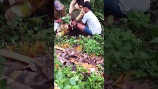 Download Lagu kambing putih #kambing #kambingmurah #kambingetawa #kurban MP3