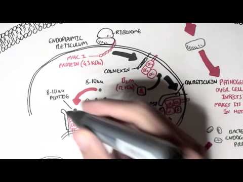 Immunology - MHC I Processing