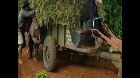 Xe công nông chở lúa lên dốc cực khỏe
