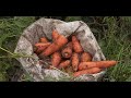 Requerimientos cultivo de zanahoria - La Finca de Hoy