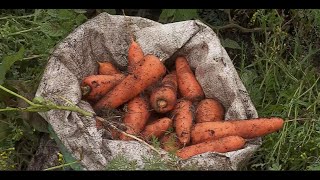 Requerimientos cultivo de zanahoria - La Finca de Hoy