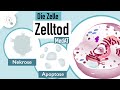 Zelltod: Apoptose &amp; Nekrose | MedAT | Biologie