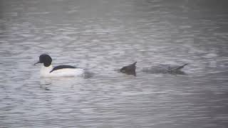 goosander mating