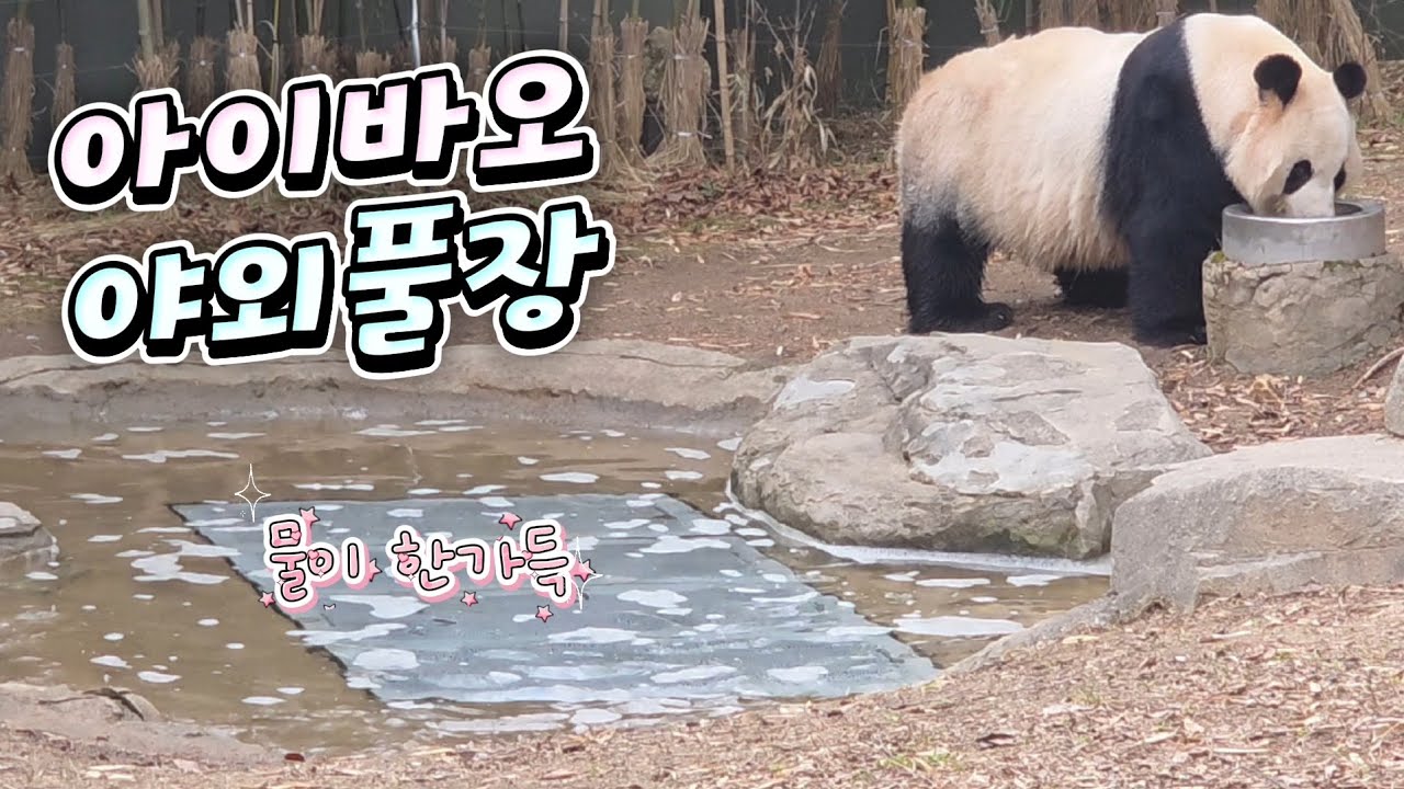 현장영상 🎦아이바오 야외풀장 물이 한가득🎦 💕🐼러바오🐼아이바오💕 🗓20260309