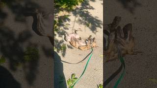 Феромоны #собака #shortvideo #камуфляж #shorts