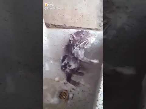 Banyo yapan fare
