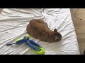 やっぱりベッドが好きな猫…でも無視