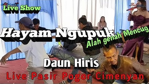 HAYAM NGUPUK (DAUN HIRIS) mencug Bajidor live pasir pogor Cimenyan