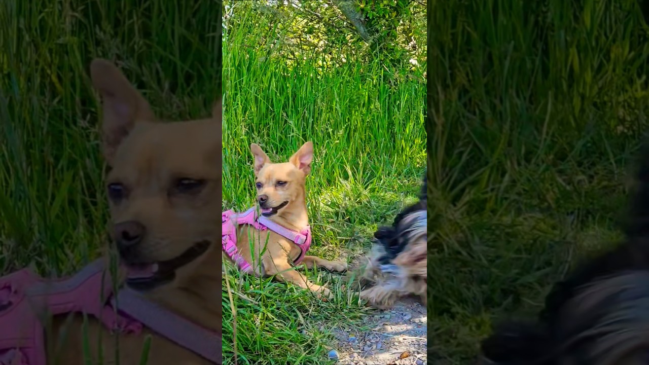 happy cute chiweenie 