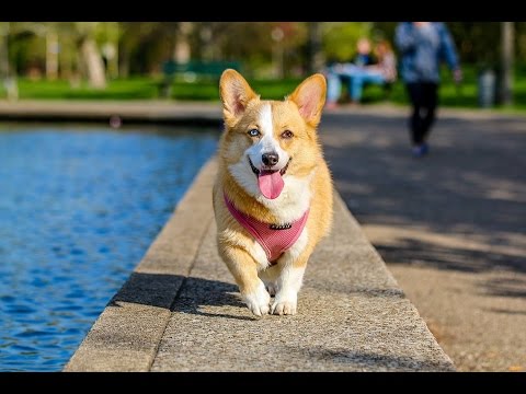 Download Top 10 Cool Tricks To Teach Your Dog
