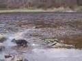 Jake Irish Water Spaniel lost his toy in River Spey の動画、YouTube動画。