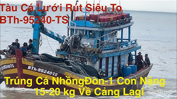 Tàu Cá Lưới Rút Siêu To BTh-95240.TS Bình Thuận Trúng Biển Cá Nhồn đòn Về Cảng Lagi Bán 