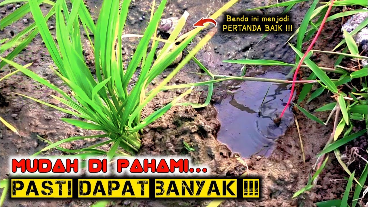 CARA TERMUDAH MENCARI LUBANG BELUT SAWAH