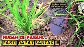 THE EASIEST WAY TO FIND RICE FIELD EEL HOLES