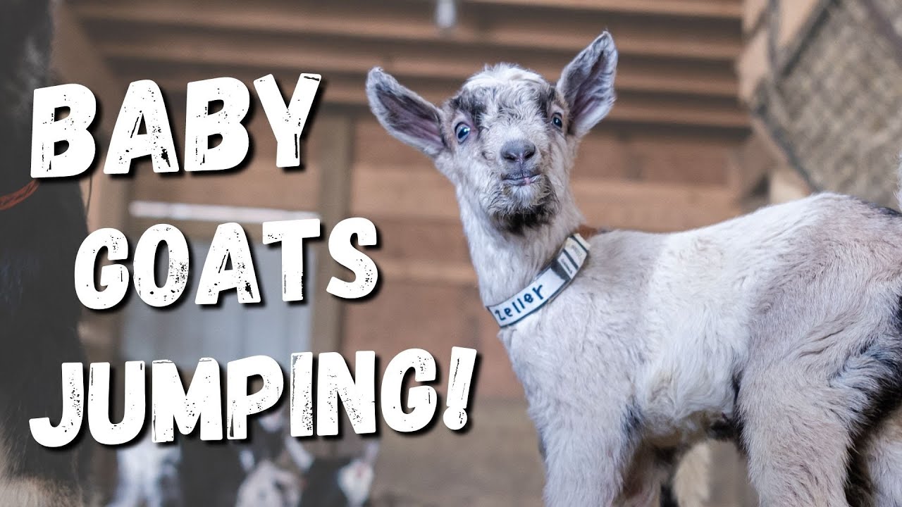 Adorable Baby Goats Jump And Play! SO CUTE! YouTube
