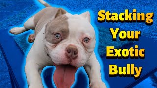 How To Stack Your Exotic Micro Bully
