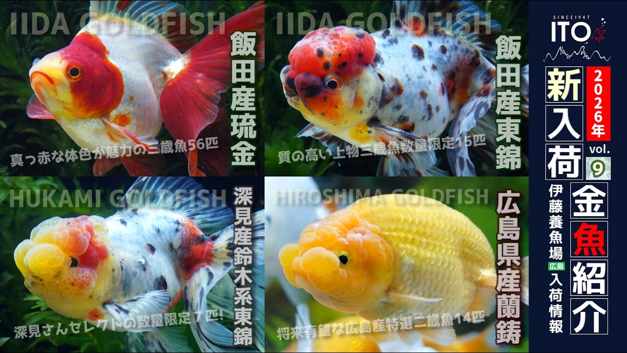 伊藤養魚場入荷情報2026年vol.9(2026年4月11日)】飯田産金魚、深見産