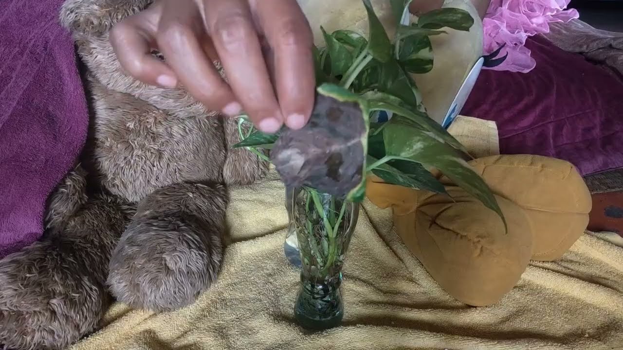 Bunga Jantung Dia Membersihkan Kuat Sangat