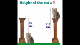 How tall is the cat here in this scenario ?#cat #simplification #solutions