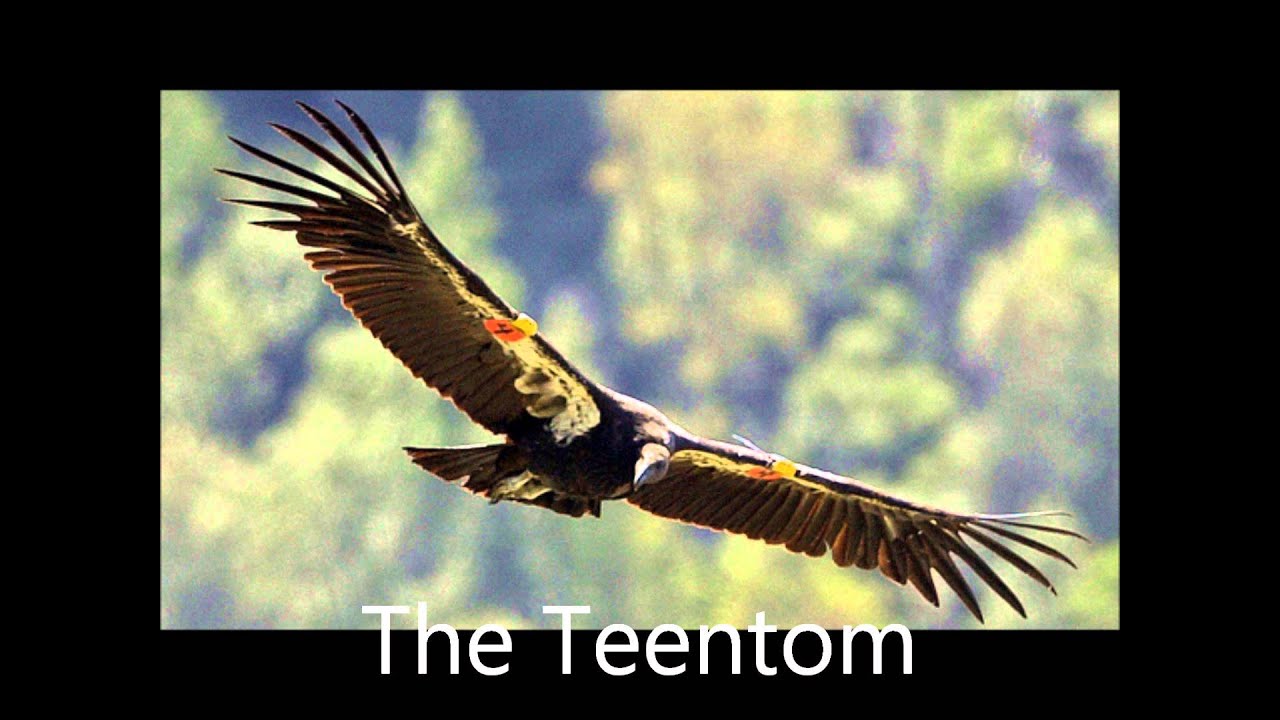 Bernd Spier ----Der Condor zieht.....