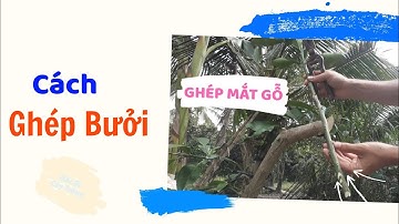 Làm vườn cùng Bác sĩ cây trồng: Hướng dẫn cách ghép cây bưởi bằng mắt gỗ