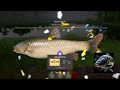 оз.Старый острог белый амур троф #трофей #russianfishing4 #pp4