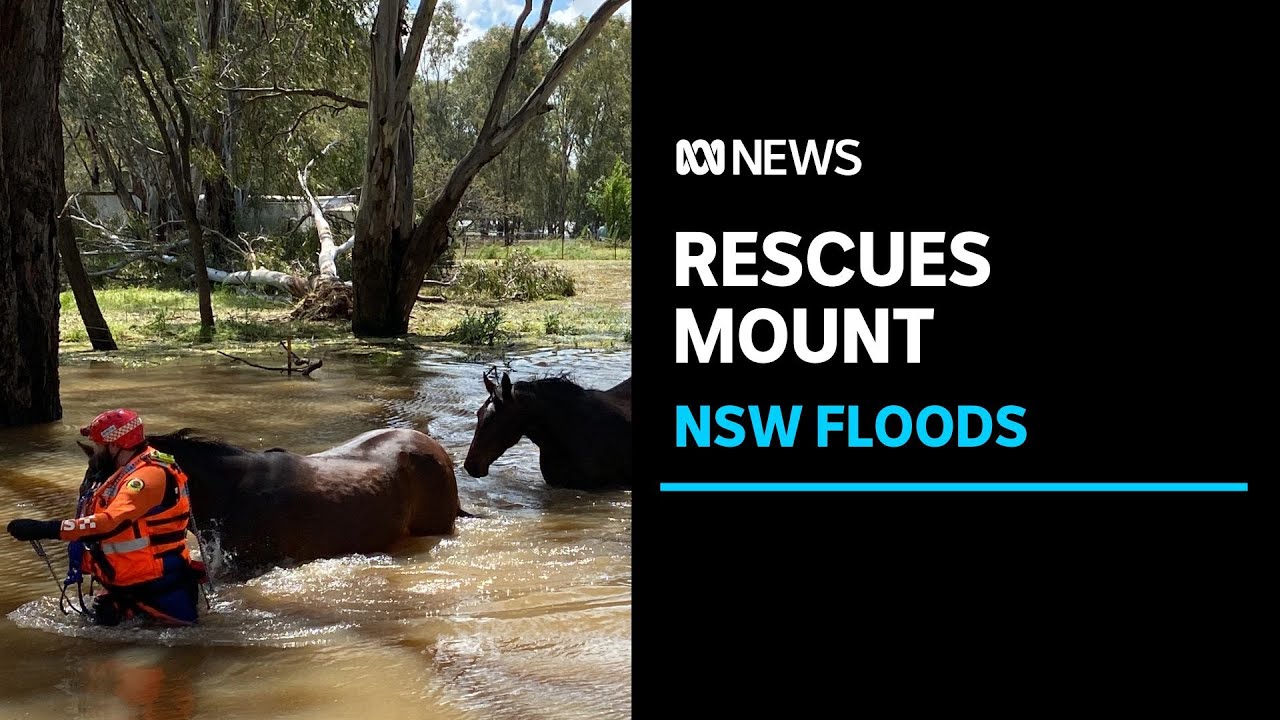 Flood rescues mount across New South Wales as river peak cuts off Forbes CBD | ABC News
