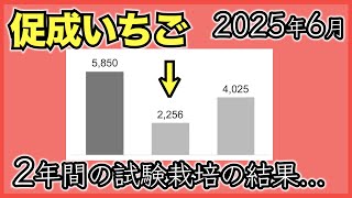 【いちご促成栽培】極少量培地とアクアポニックスのよつぼしの収穫量【2025年6月】