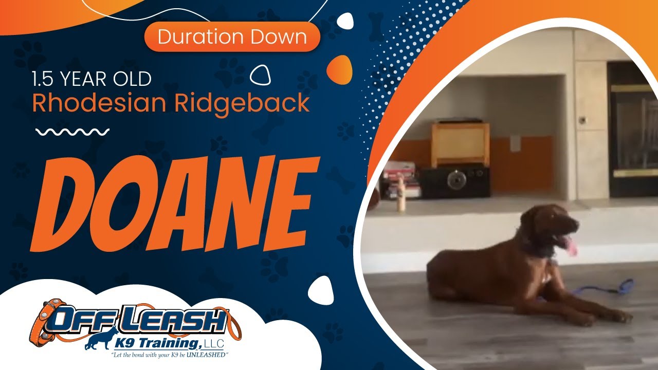 Doane ~ 1.5 Year Old Rhodesian Ridgeback ~ Off Leash K9 Training ...