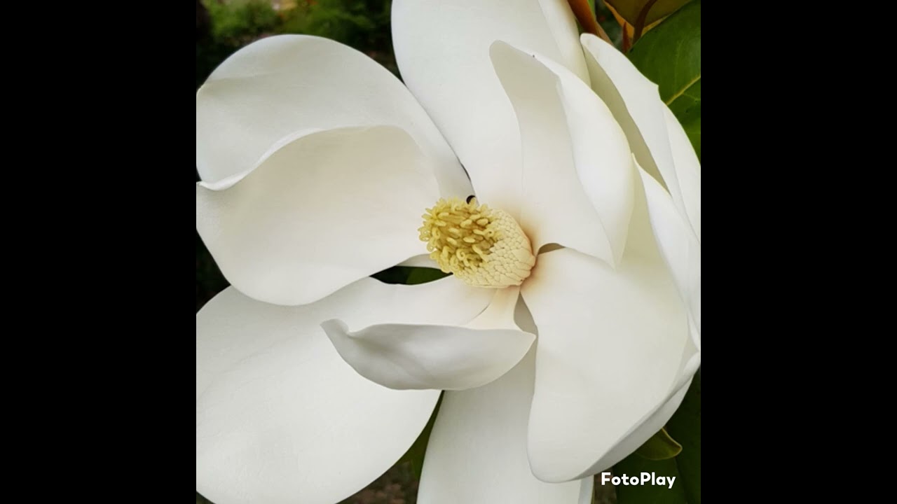 Fauré Requiem in D Minor Op. 48 "Pie Jesu" Emma Pearson (Soprano) Live Recording 2022