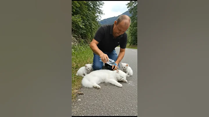 Video 11722881: persian cat rescue, rescued persian kitten, persian cat kitten animal, cat kitten wildlife