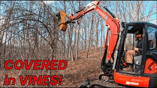 Forestry mulching years of overgrown vines and thorns!