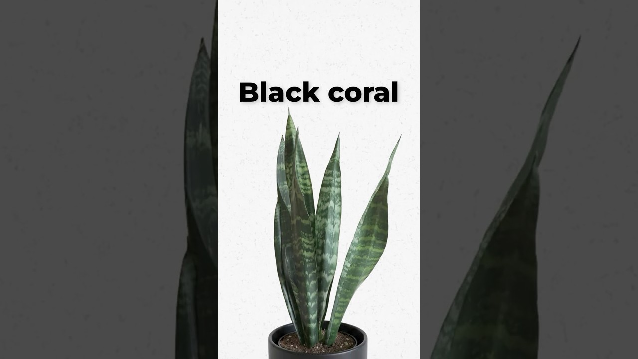 Dracaena trifasciata Explained