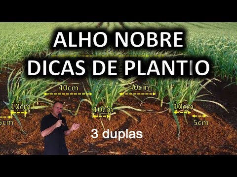 Dicas de Plantio - Alho Nobre Dicas de Plantio - Alho Nobre