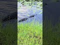 Un cruce inesperado en los Everglades 🐊🚴