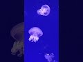 Oceanogràfic València #oceanografic #oceanograficvalencia #spainescape #medusa #medusas