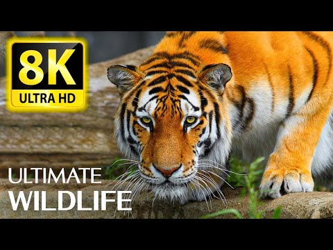 The Ultimate Wildlife Collection With Relaxing Music