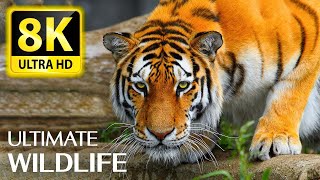 8K Animals, The Ultimate Wildlife Collection in 8K ULTRA HD/8K TV   With Relaxing Music 8K TV