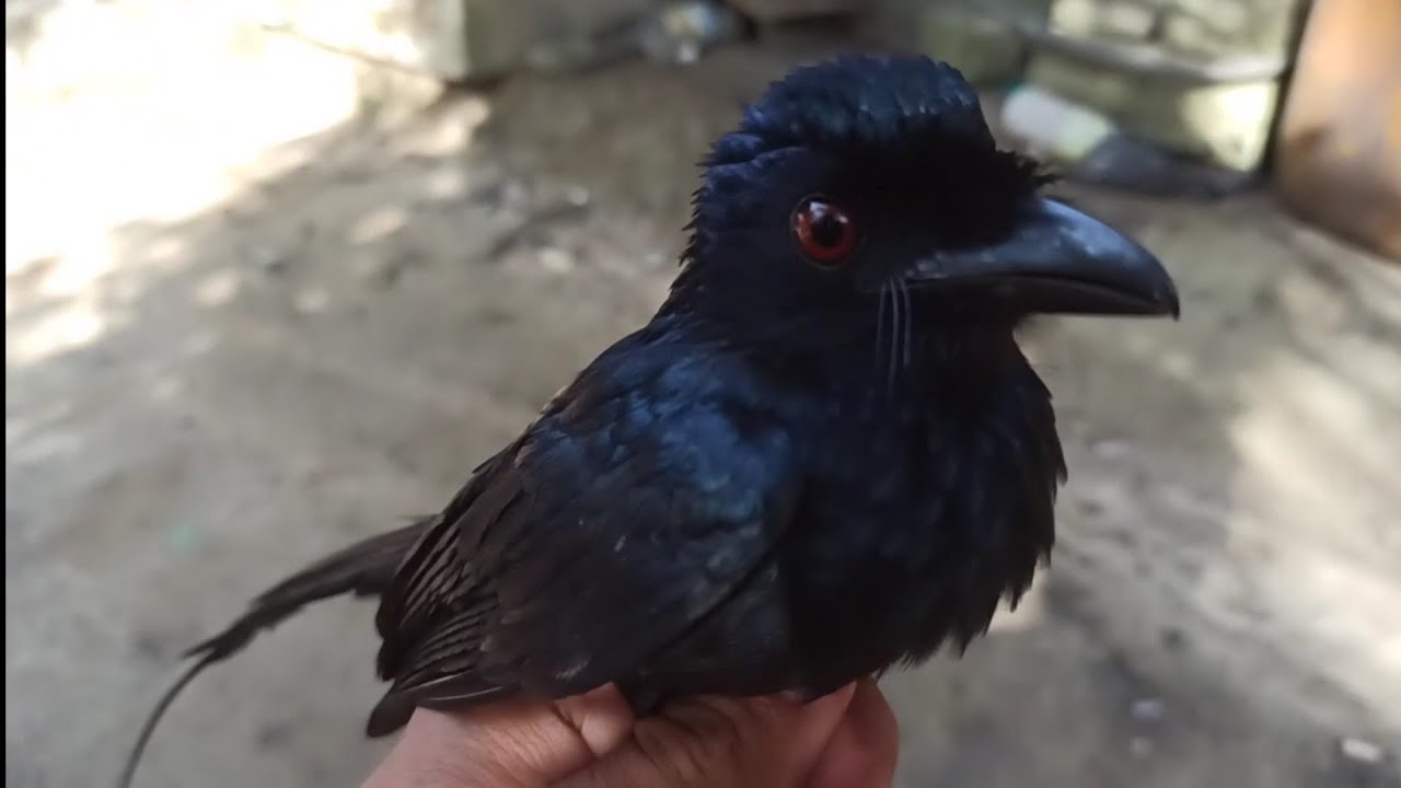 Niat mikat kacer! malah dapat burung srigunting 😲 