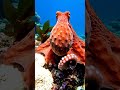 Giant Sea Creature Coming Out of Screen | IMAX Theater Experience Ultra Realistic