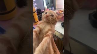 Funny Cats 😹 episode 572 #shorts
