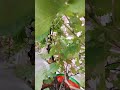 Grapes plant in grow bag. Variety: Manjari Medica