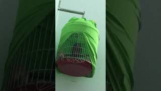 Chim cu gay... môi cây giọng thô