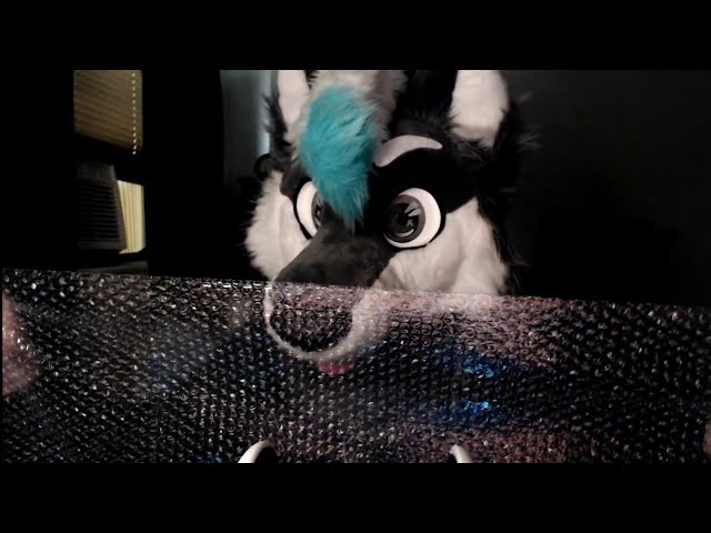 Wolf plays with bubble wrap [FURRY ASMR]